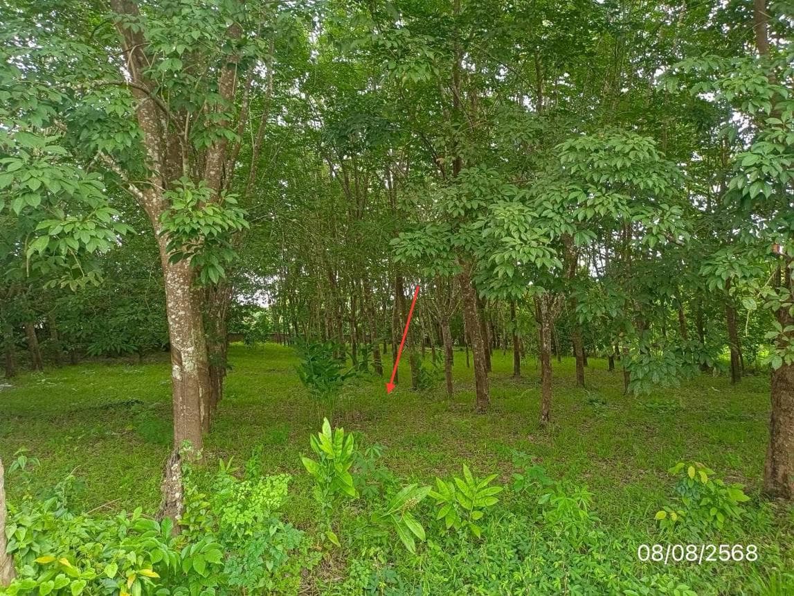 ที่ดินว่างเปล่า ป่าสัก ภูซาง พะเยา ขนาด 70 ตร.ว. ทำเลดี เดินทางสะดวก