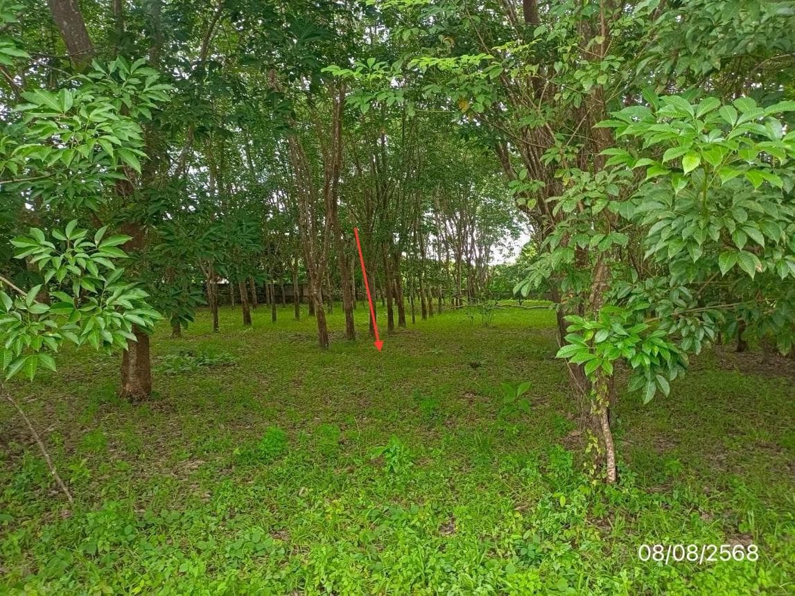 ที่ดินว่างเปล่า ป่าสัก ภูซาง พะเยา ขนาด 70 ตร.ว. ทำเลดี เดินทางสะดวก