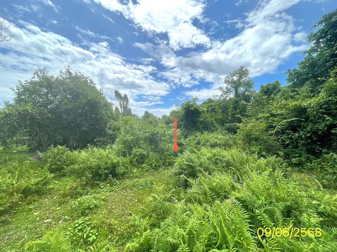 ที่ดินเปล่า 61.8 ตร.ว. ทำเลศักยภาพ เหมาะสร้างบ้าน ควนลัง หาดใหญ่ สงขลา