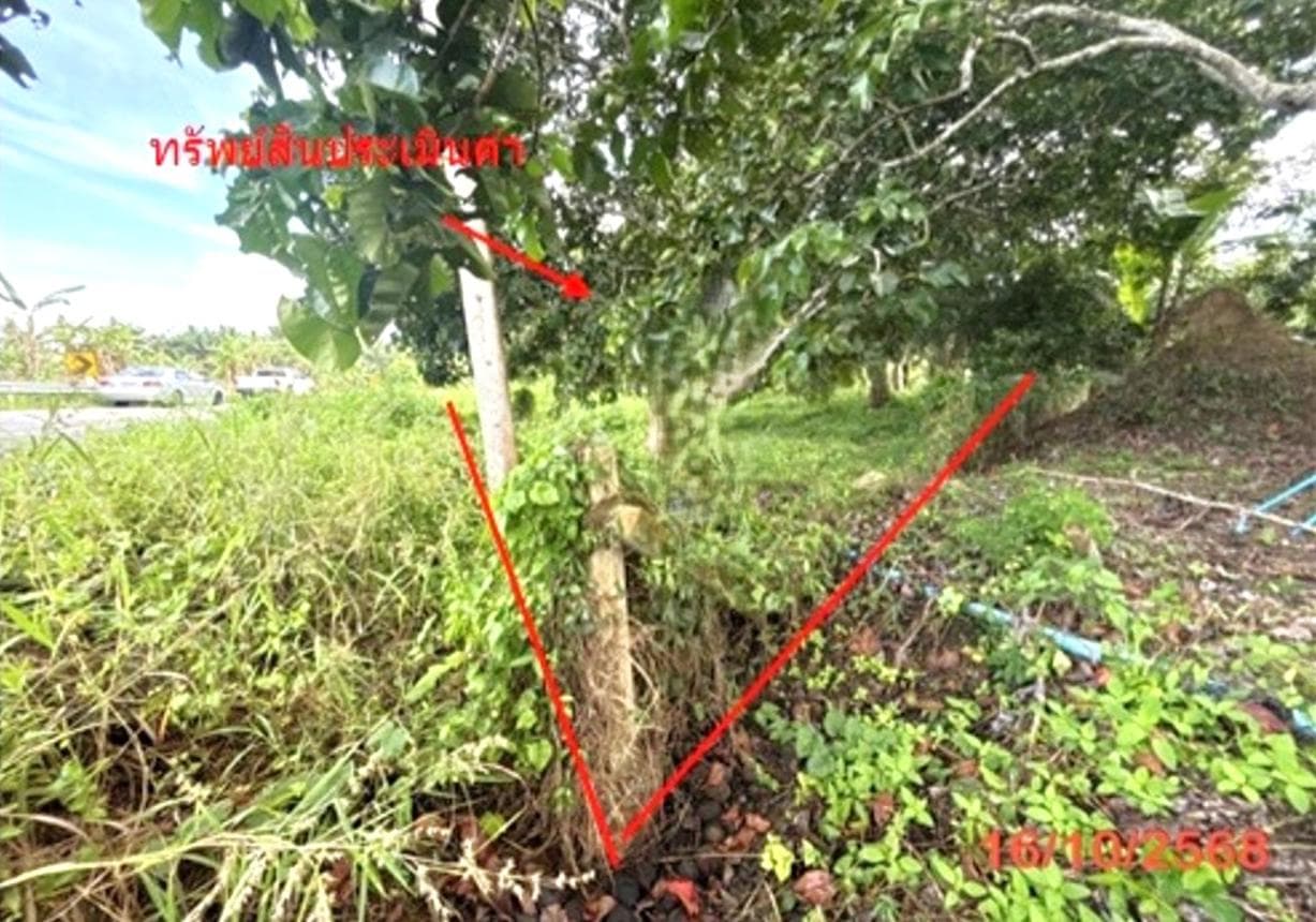ขายที่ดินเปล่า เมืองสุราษฎร์ธานี โซนคลองน้อย 79.5 ตร.ว. ทำเลสงบ เดินทางสะดวก เหมาะสร้างที่อยู่อาศัยหรือลงทุน