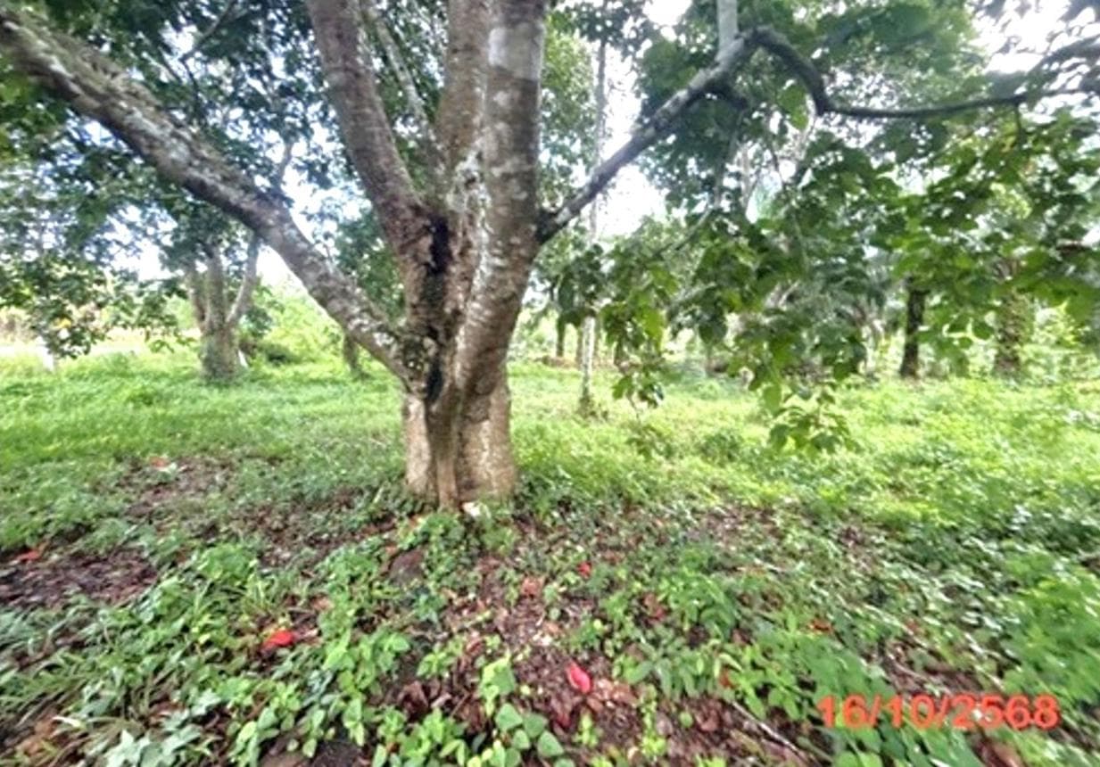 ขายที่ดินเปล่า เมืองสุราษฎร์ธานี โซนคลองน้อย 79.5 ตร.ว. ทำเลสงบ เดินทางสะดวก เหมาะสร้างที่อยู่อาศัยหรือลงทุน