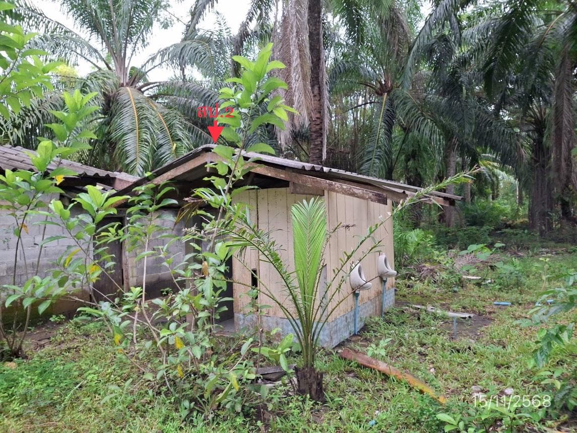 ขายบ้านเดี่ยว วังวิเศษ ตรัง ทำเลวังมะปรางเหนือ เนื้อที่ 31 ตร.ว. พื้นที่ใช้สอย 155.84 ตร.ม. 10 ห้องนอน 1 ห้องน้ำ สภาพดี พร้อมอยู่