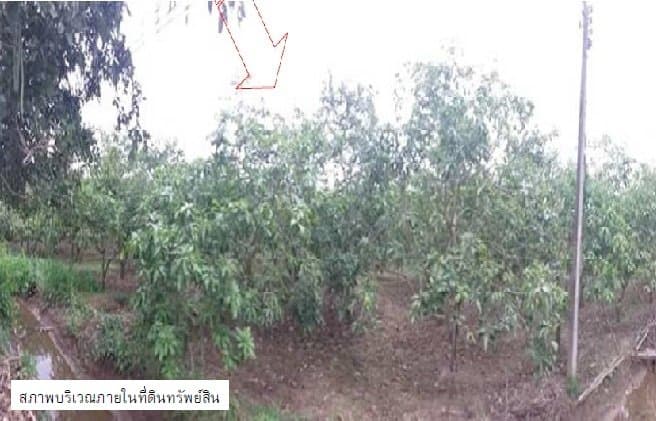 ที่ดินว่างเปล่า บ้านโฮ่ง-ลำพูน