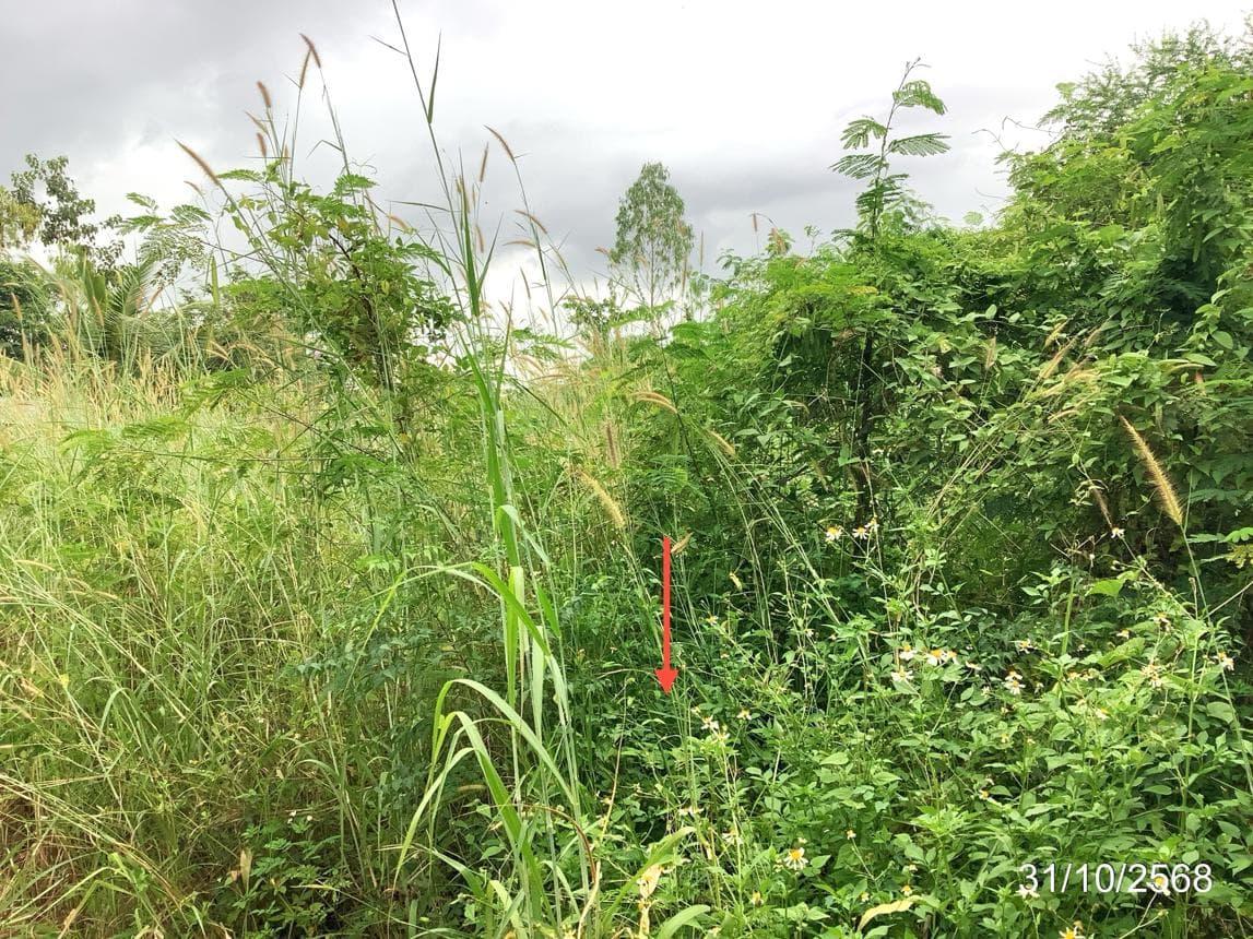 ขายที่ดินเปล่า พรานกระต่าย กำแพงเพชร ทำเลศักยภาพ พื้นที่ 43.5 ตร.ว.