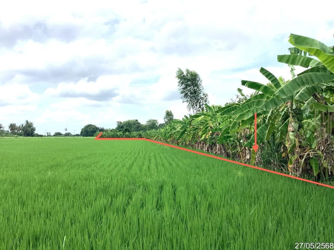 ขายที่ดินว่างเปล่า คลองขลุง คลองขลุง กำแพงเพชร