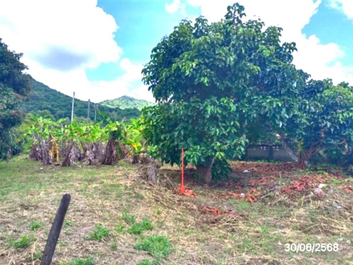 ขายที่ดินเปล่า 93.3 ตร.ว. ต.ป่าตาล อ.ขุนตาล จ.เชียงราย ทำเลดี บรรยากาศร่มรื่น เหมาะแก่การสร้างบ้านพักอาศัยท่ามกลางธรรมชาติ