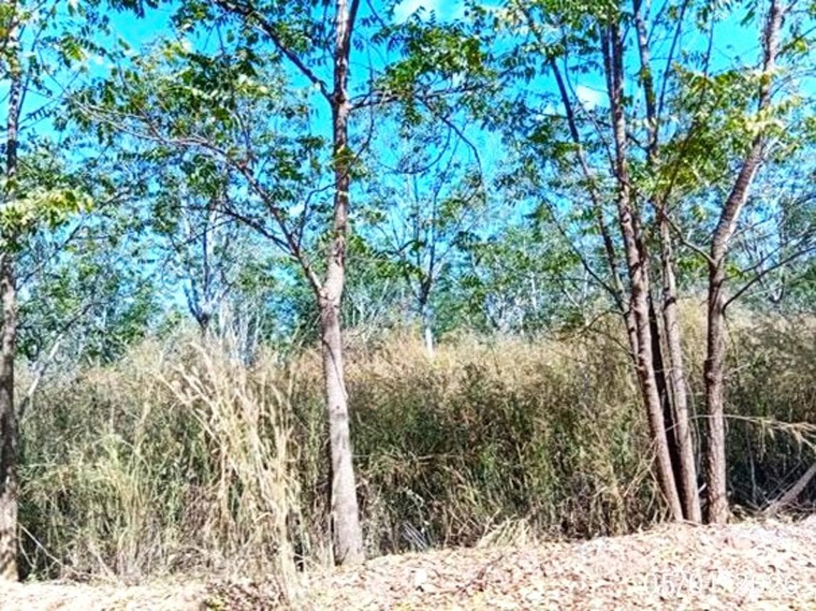 ที่ดินทำเลศักยภาพ โนนสะอาด ศรีบุญเรือง หนองบัวลำภู เนื้อที่ 98 ตร.ว.