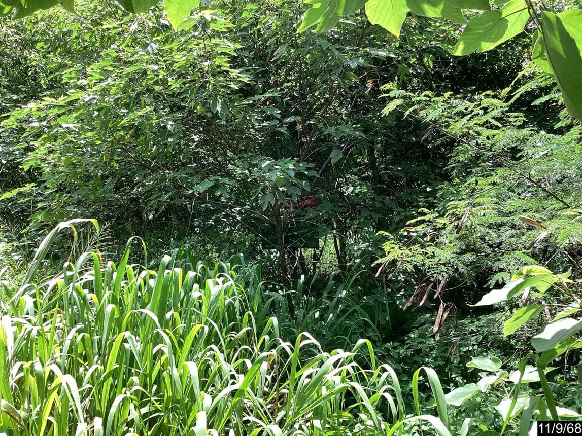 ที่ดินว่างเปล่า ภูริพิมาน ทำเลศักยภาพ ปากช่อง ปากช่อง นครราชสีมา
