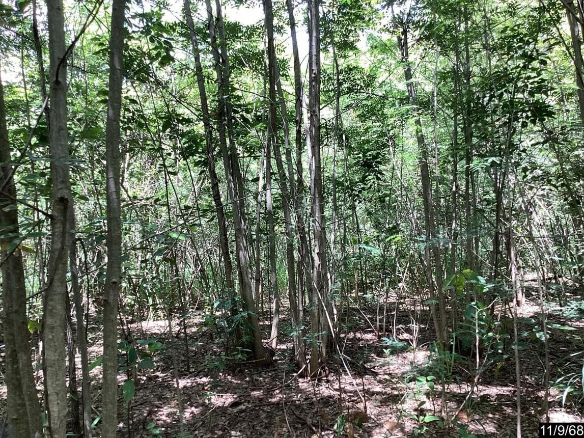 ที่ดินว่างเปล่า ภูริพิมาน ทำเลศักยภาพ ปากช่อง ปากช่อง นครราชสีมา