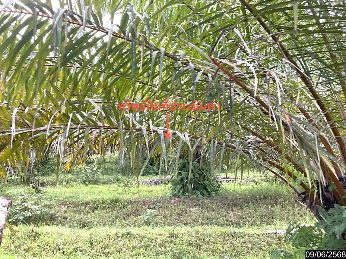 ขายที่ดินว่างเปล่า เขาโร ทุ่งสง นครศรีธรรมราช พื้นที่ 86 ตร.ว. ทำเลสวยเหมาะสร้างบ้านหรือลงทุน