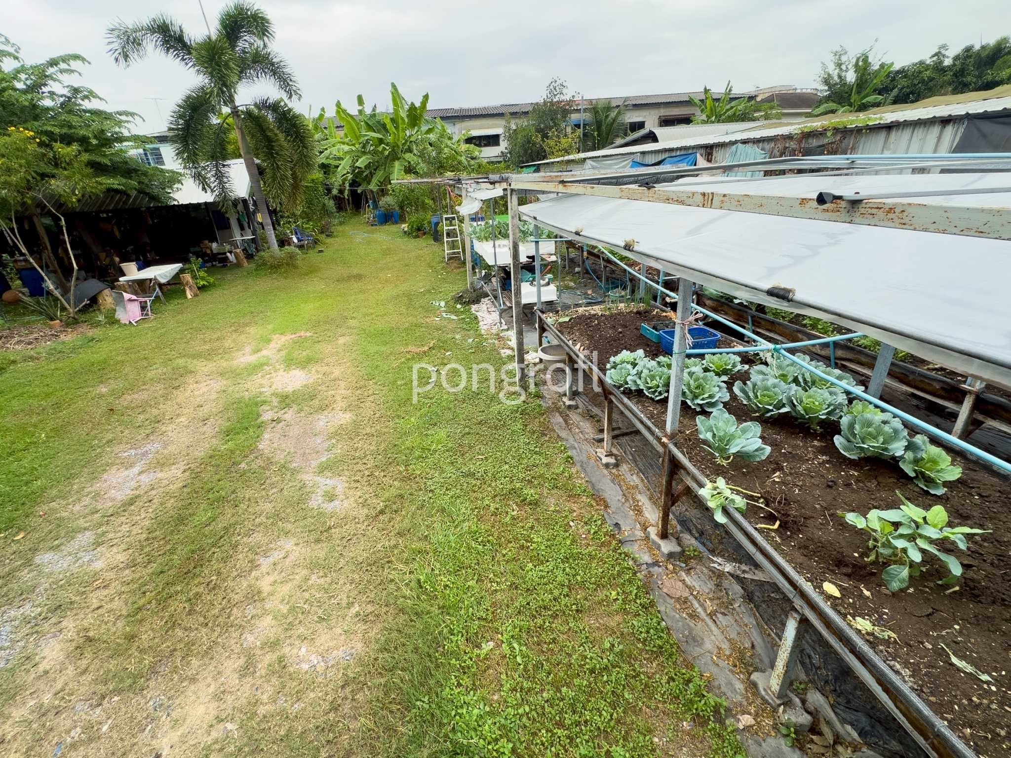 ที่ดิน 198 ตรว. ถมแล้วแปลงสวย รามอินทรา–สุขาภิบาล 5 | เข้า–ออกได้หลายเส้นทาง ที่ดินทำเลดี รามอินทรา กม.4 – สุขาภิบาล 5 ซ.5 แยก 10