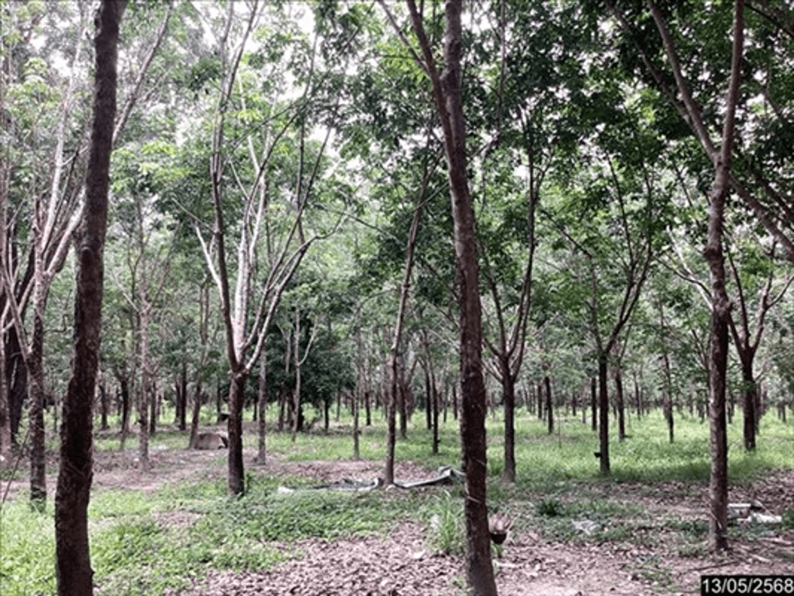 บ้านเดี่ยว วิศิษฐ์ เมืองบึงกาฬ ทำเลศักยภาพใจกลางเมือง ใกล้แหล่งอำนวยความสะดวกและศูนย์ราชการ บรรยากาศส่วนตัว ราคา 9.25 ล้าน