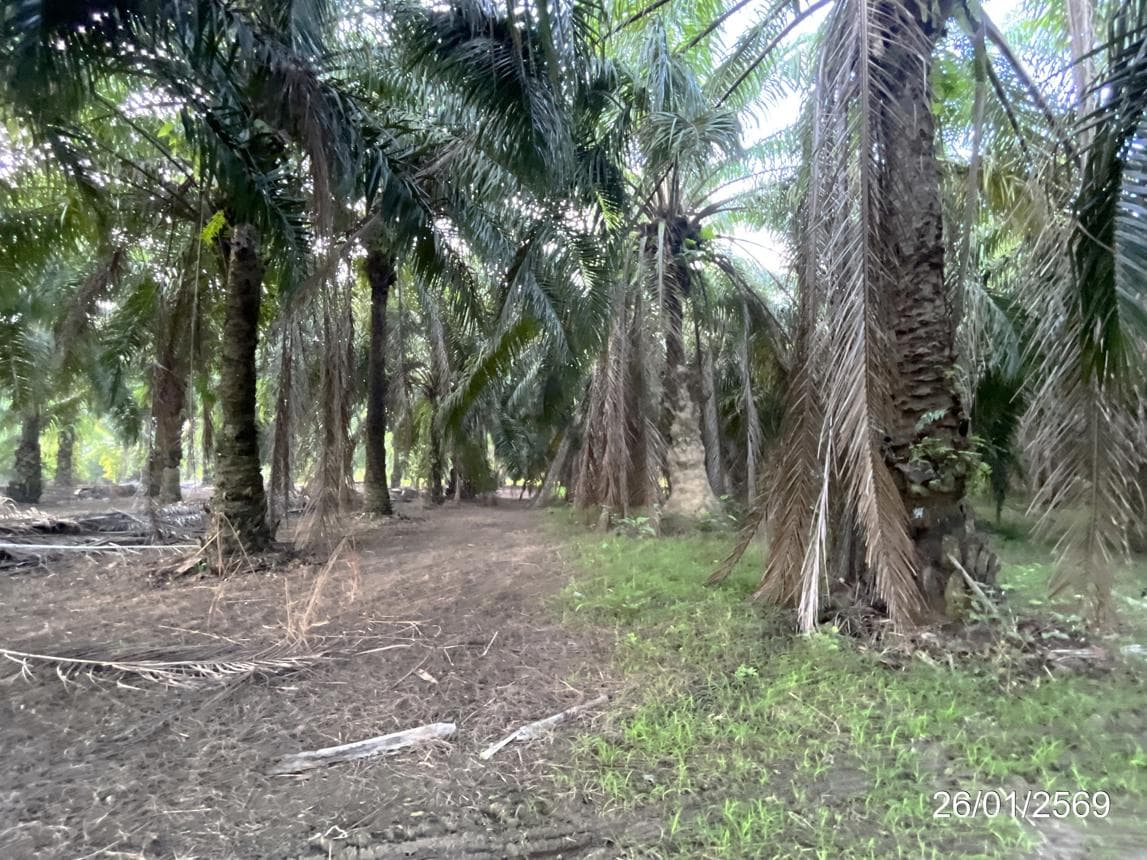 ขายที่ดินว่างเปล่า ท่าโรงช้าง พุนพิน สุราษฎร์ธานี ทำเลศักยภาพ