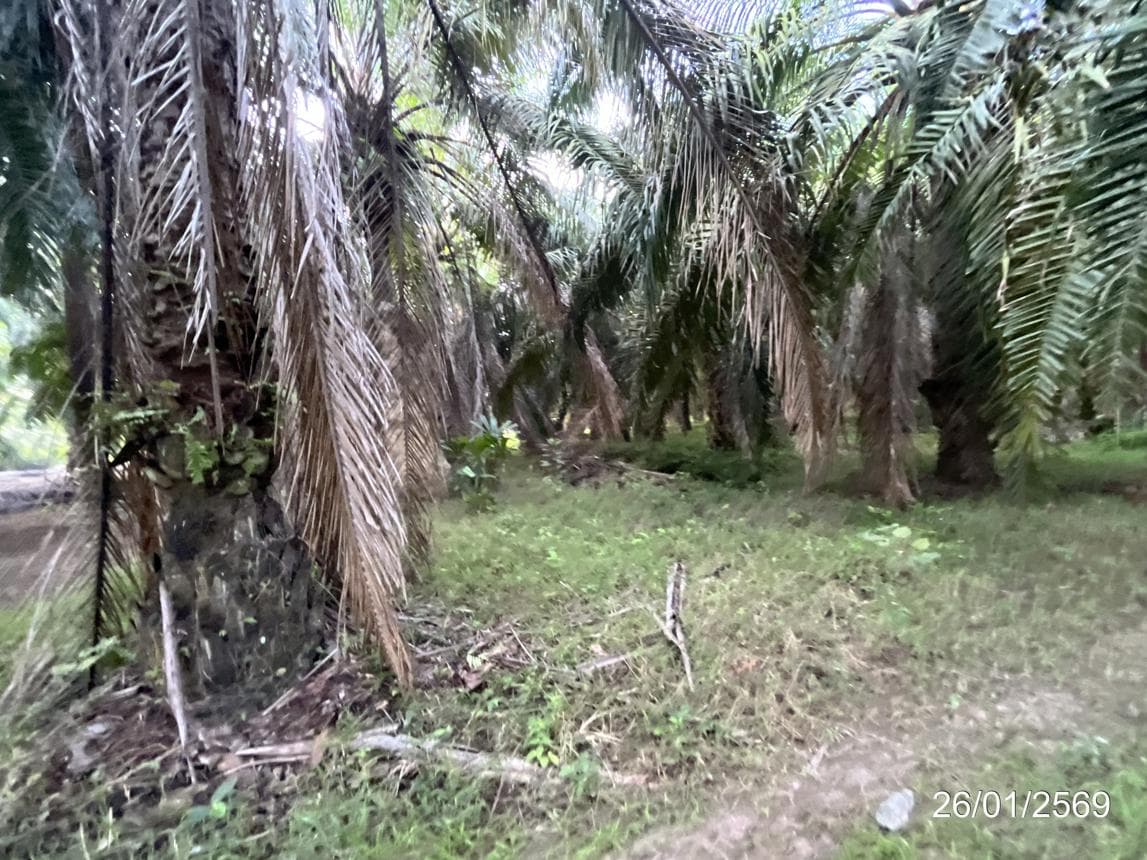 ขายที่ดินว่างเปล่า ท่าโรงช้าง พุนพิน สุราษฎร์ธานี ทำเลศักยภาพ