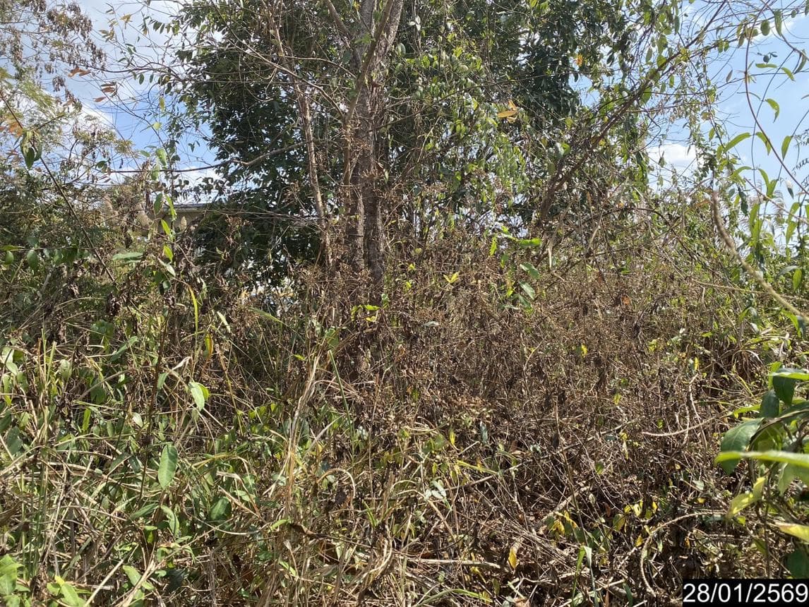 ที่ดินว่างเปล่า พื้นที่ 81 ตร.ว. ทำเลศักยภาพ ใจกลางเมืองเลย จ.เลย