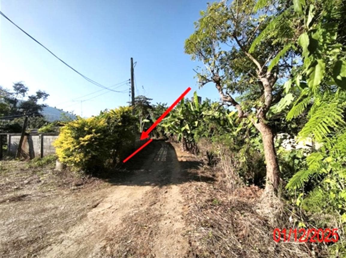 ขายที่ดินเปล่า ป่าพลู บ้านโฮ่ง ลำพูน เนื้อที่ 50 ตร.ว. ทำเลสงบ เหมาะสร้างบ้านพักอาศัย