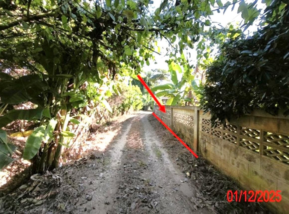 ขายที่ดินเปล่า ป่าพลู บ้านโฮ่ง ลำพูน เนื้อที่ 50 ตร.ว. ทำเลสงบ เหมาะสร้างบ้านพักอาศัย