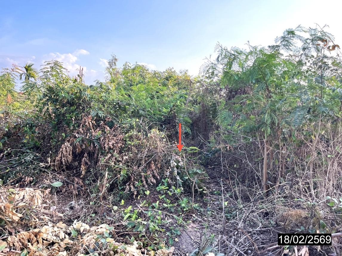 ที่ดินเปล่าผืนใหญ่ 49 ไร่ ทำเลศักยภาพ หนองกุงศรี กาฬสินธุ์ เหมาะสำหรับการเกษตรและการลงทุน