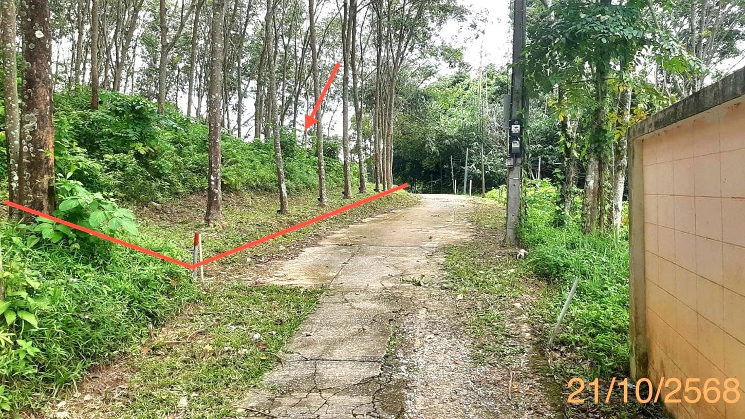 ขายที่ดินว่างเปล่า ป่าคลอก ถลาง ภูเก็ต เนื้อที่ 12.5 ตร.ว. ทำเลศักยภาพ