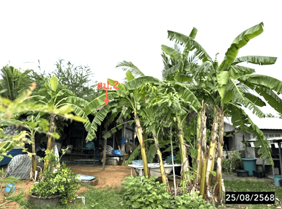 บ้านเดี่ยว คอนสวรรค์ ชัยภูมิ พื้นที่ดิน 59 ตร.ว. พื้นที่ใช้สอยจุใจ 293 ตร.ม. 2 ห้องนอน ทำเลสงบ ราคาคุ้มค่า