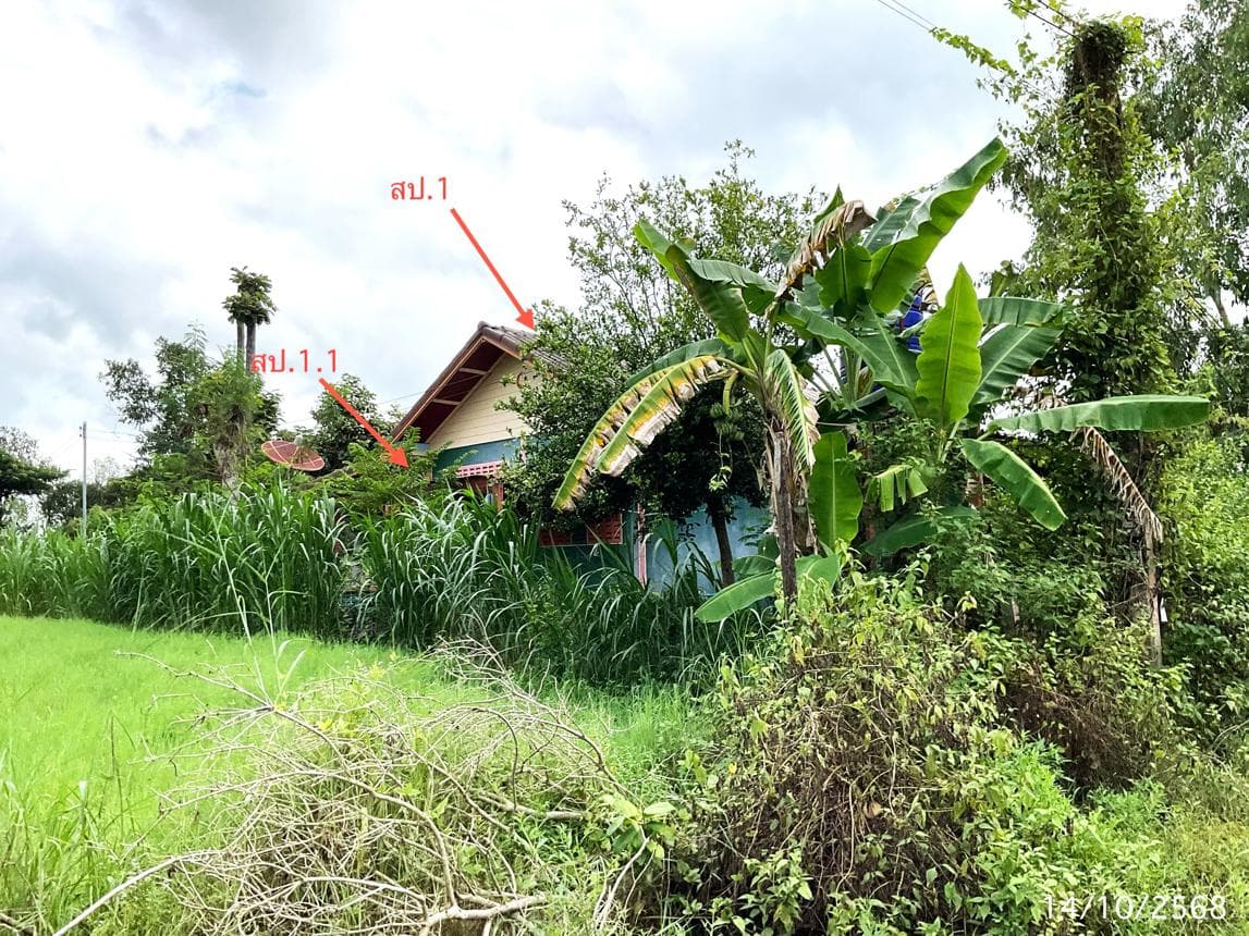 บ้านเดี่ยว หนองฉลอง ขุขันธ์ ศรีสะเกษ 1 ห้องนอน 1 ห้องน้ำ พื้นที่ใช้สอยกว้างขวาง 176 ตร.ม. ทำเลสงบเป็นส่วนตัว ราคาพิเศษ 1.55 ล้าน