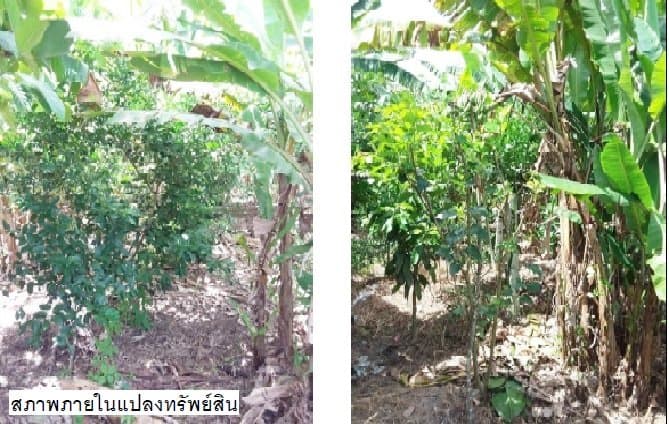 ที่ดินว่างเปล่า เขาพนม-กระบี่