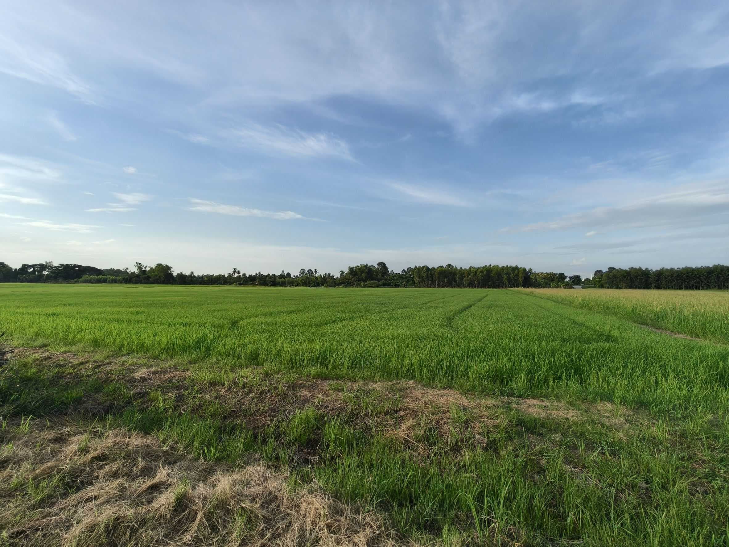ที่ดินแปลงสวยเนื้อที่8 ไร่กว่า ใกล้ม.นเรศวร