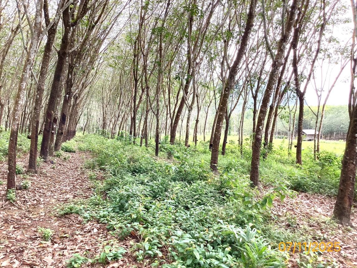 ที่ดินว่างเปล่า ทำเลศักยภาพ ปะเหลียน ปะเหลียน ตรัง