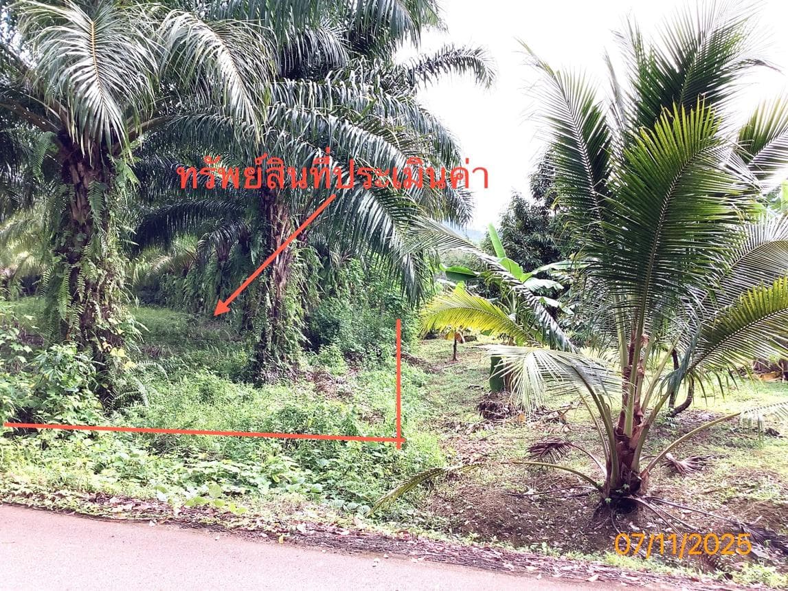 ที่ดินว่างเปล่า ทำเลศักยภาพ ปะเหลียน ปะเหลียน ตรัง