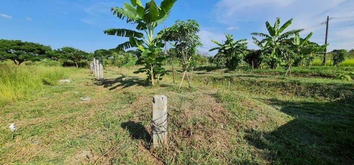 ขายถูก ที่ดิน ริมบึง 297 ตรว. คลองสามวา ผังเขียว ใกล้เมือง ศักยภาพสูง