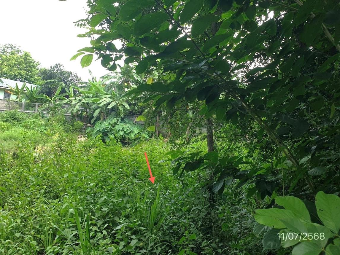 ขายที่ดินล้อมแรด เถิน ลำปาง 25 ตร.ว. ทำเลสงบ ราคาหลักแสน เริ่มต้นเป็นเจ้าของอสังหาฯ ได้ง่ายๆ