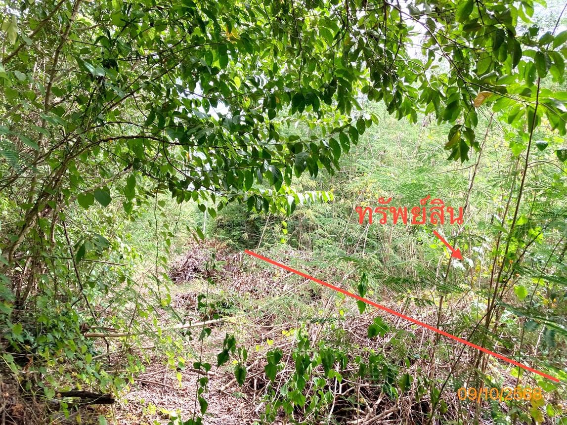 ที่ดินว่างเปล่า ดอนสัก สุราษฎร์ธานี เนื้อที่ 62 ตร.ว. ทำเลสงบเหมาะแก่การพักผ่อน ใกล้แหล่งท่องเที่ยวและท่าเรือ ราคาพิเศษ 3.8 แสน