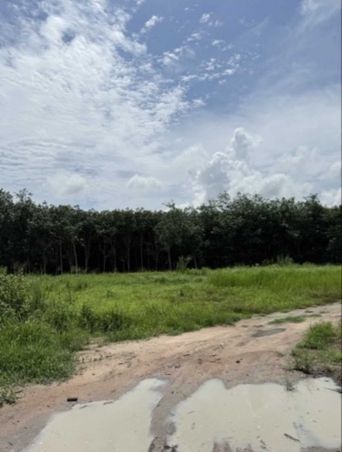 ขายที่ดินแปลงใหญ่ 2 แปลงติดกัน | ต.หนองบัว อ.บ้านค่าย จ.ระยอง เนื้อที่รวม 8 ไร่