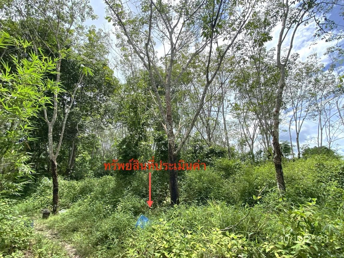 ที่ดินว่างเปล่า เนื้อที่ 40 ตร.ว. ทำเลศักยภาพ ละอาย ฉวาง นครศรีธรรมราช