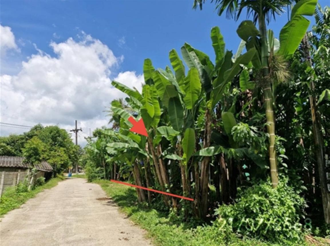 บ้านเดี่ยว บางหมาก กันตัง ตรัง 2 ห้องนอน 1 ห้องน้ำ พื้นที่ 90 ตร.ม. บนที่ดินกว้างขวาง 61.6 ตร.ว. ทำเลสงบ บรรยากาศส่วนตัว ราคาพิเศษ 1.17 ล้าน