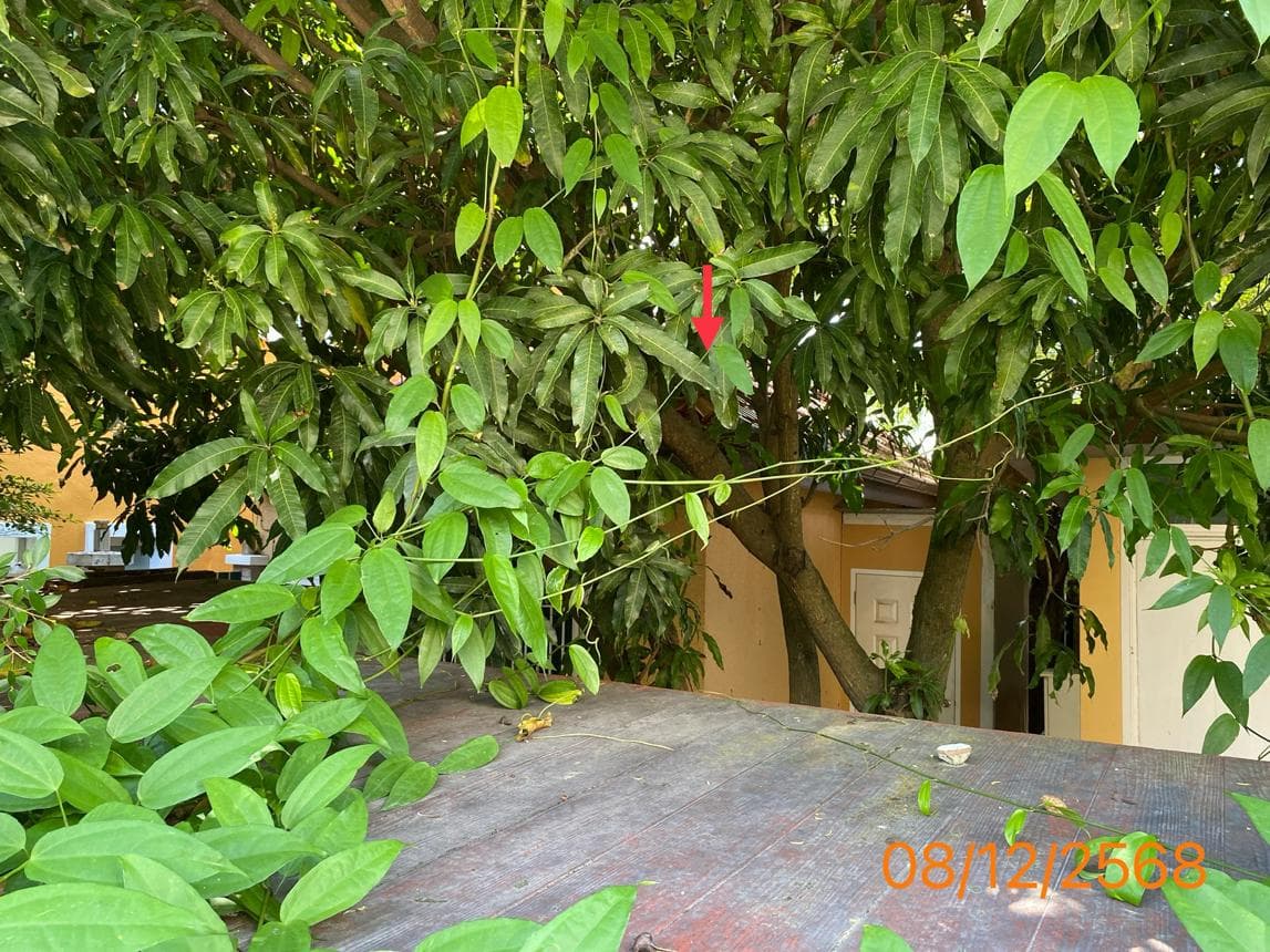 คฤหาสน์หรู 5 ห้องนอน 6 ห้องน้ำ พื้นที่ 288 ตร.ม. ทำเลทองป่าตอง กะทู้ จ.ภูเก็ต
