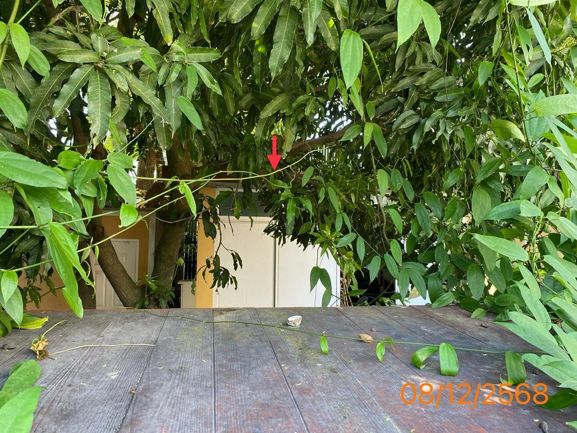 คฤหาสน์หรู 5 ห้องนอน 6 ห้องน้ำ พื้นที่ 288 ตร.ม. ทำเลทองป่าตอง กะทู้ จ.ภูเก็ต