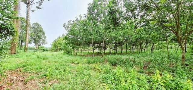 ที่ดิน 54 ไร่ 139 ตร.ว มีครบ! สวนยาง–สวนปาล์ม–บ้าน–น้ำใช้ตลอดปี จ.สระแก้ว