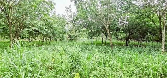 ที่ดิน 54 ไร่ 139 ตร.ว มีครบ! สวนยาง–สวนปาล์ม–บ้าน–น้ำใช้ตลอดปี จ.สระแก้ว