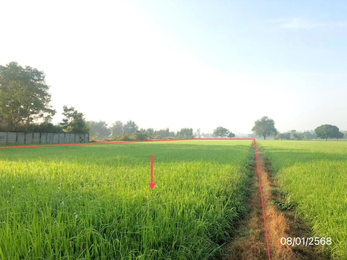 ขายที่ดินว่างเปล่า มะตูม พรหมพิราม พิษณุโลก