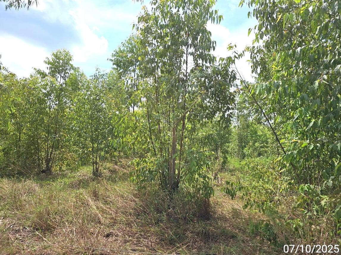 ที่ดินเปล่า พื้นที่ 69 ตร.ว. ทำเลศักยภาพ กองทูล หนองไผ่ เพชรบูรณ์
