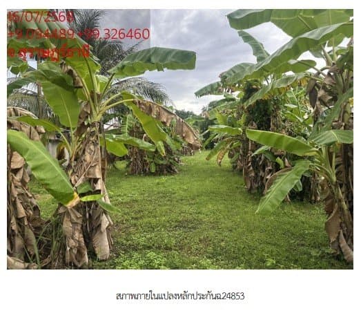 ที่ดินว่างเปล่า ซ. พ่อขุนทะเล 14 อ.เมืองสุราษฎร์ธานี