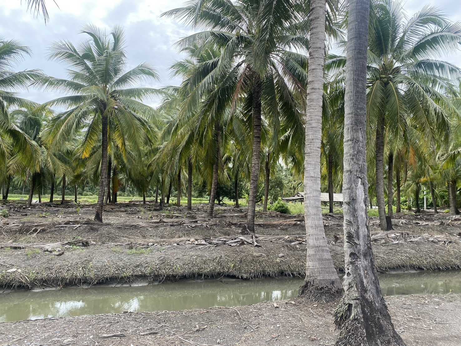 ขาย ที่ดิน 5 ไร่ เหมาะสำหรับทำการเกษตรและปลูกบ้าน คลองใหม่สามพรานนครปฐมที่สวยมาก