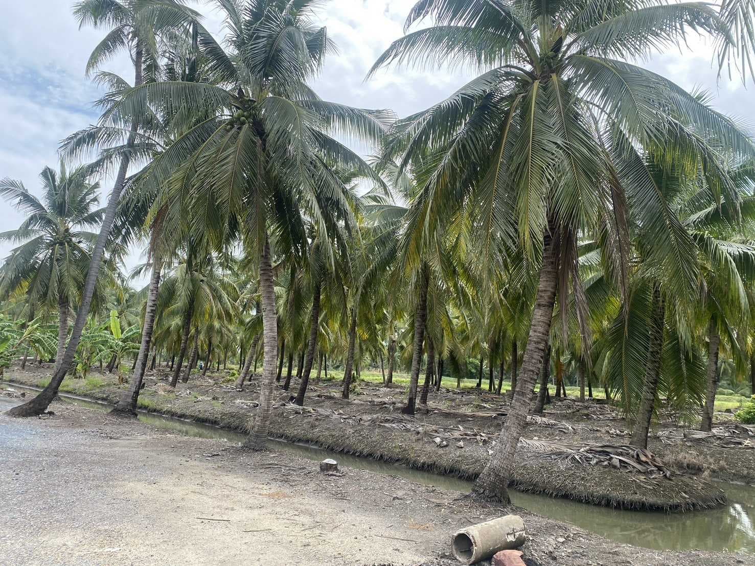 ขาย ที่ดิน 5 ไร่ เหมาะสำหรับทำการเกษตรและปลูกบ้าน คลองใหม่สามพรานนครปฐมที่สวยมาก