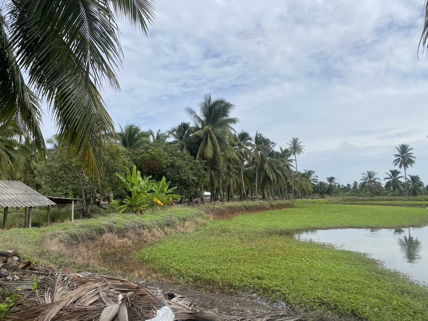 ขาย ที่ดิน 5 ไร่ เหมาะสำหรับทำการเกษตรและปลูกบ้าน คลองใหม่สามพรานนครปฐมที่สวยมาก
