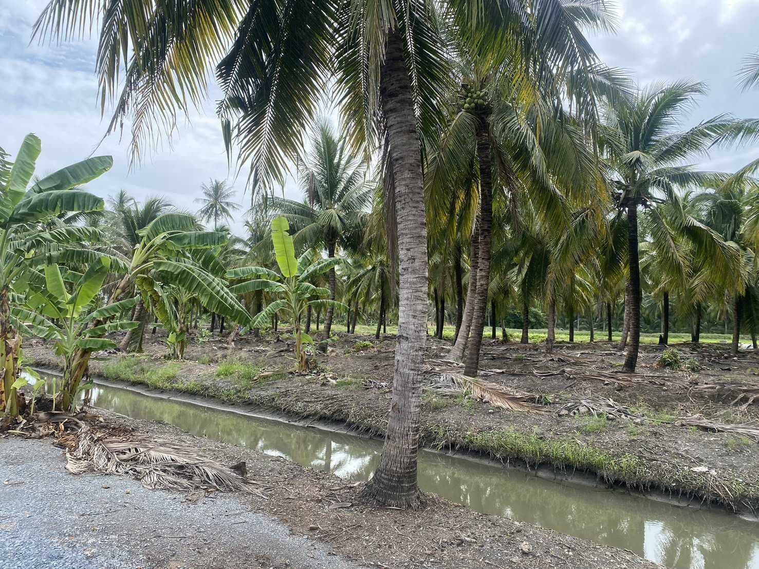 ขาย ที่ดิน 5 ไร่ เหมาะสำหรับทำการเกษตรและปลูกบ้าน คลองใหม่สามพรานนครปฐมที่สวยมาก