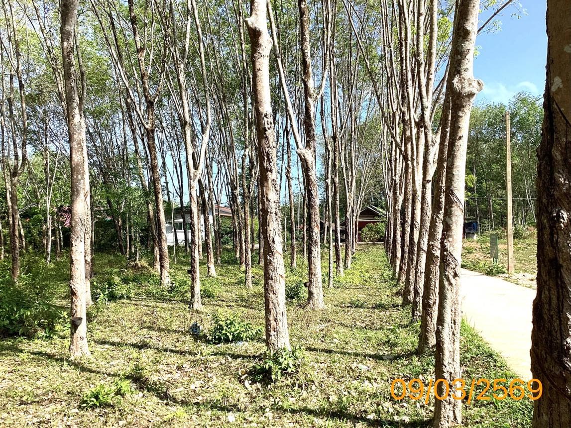 ที่ดินเปล่า พื้นที่ 74 ตร.ว. ทำเลศักยภาพ เกาะยาวน้อย เกาะยาว พังงา