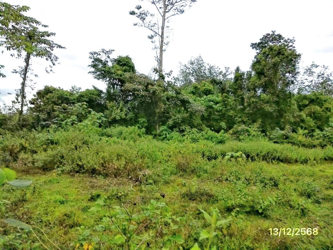 บ้านเดี่ยว คลองใหญ่ ตะโหมด พัทลุง พื้นที่ 99.9 ตร.ว. พื้นที่ใช้สอย 102 ตร.ม. 1 ห้องนอน 1 ห้องน้ำ
