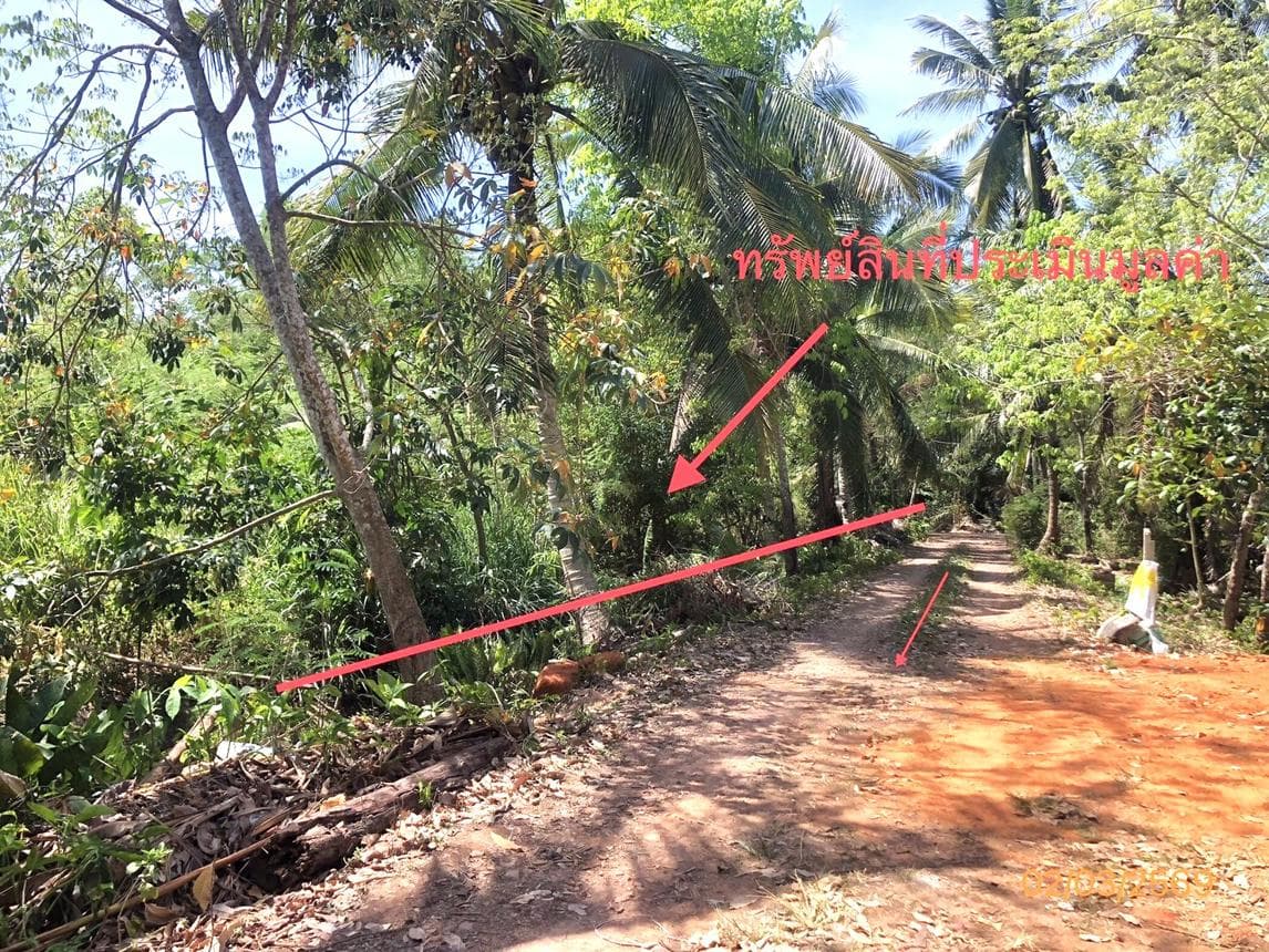 ขายที่ดินสวย ขุนทะเล เมืองสุราษฎร์ฯ 49.2 ตร.ว. ทำเลใกล้ มอ. ราคาไม่ถึงล้าน