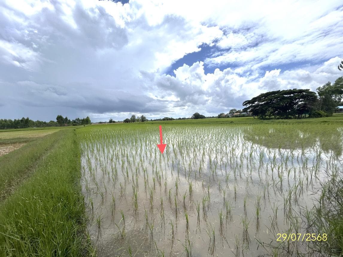 ขายที่ดินเปล่า ขุมเงิน เมืองยโสธร ยโสธร